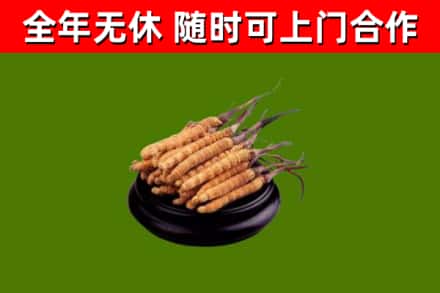 禹州烟酒回收冬虫夏草.jpg